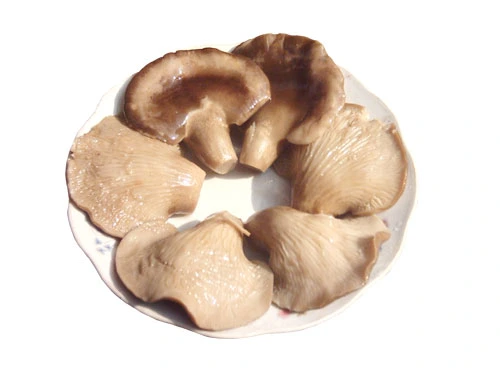 As conservas de cogumelos Cogumelo Abalone com a marca do OEM