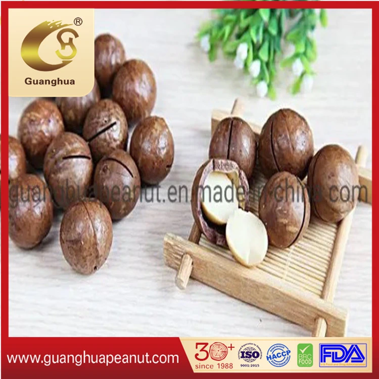 High Grade Roasted Macadamia Nuts with Ce