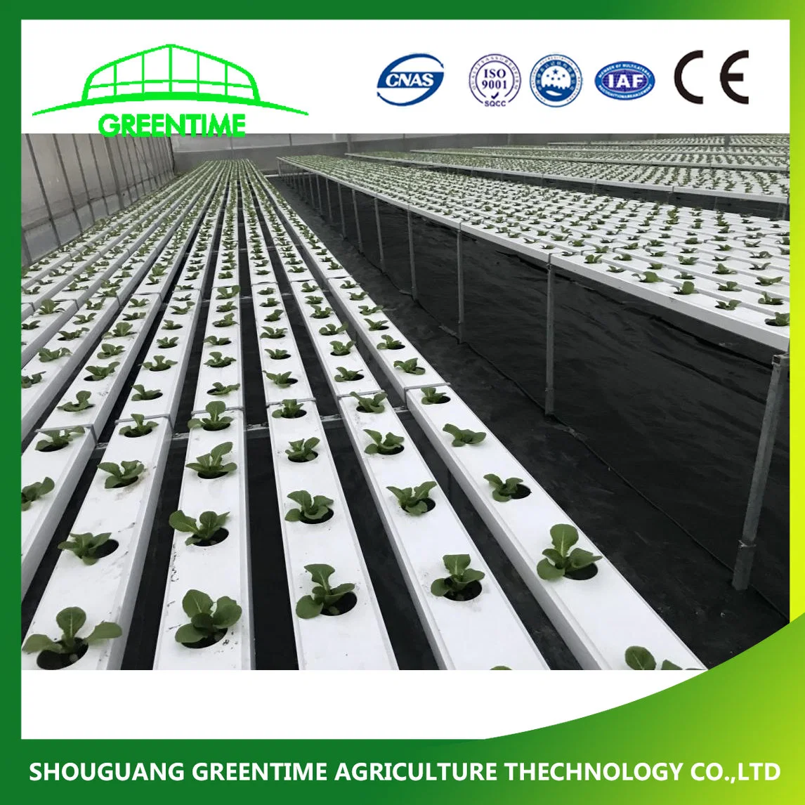 Salad Vegetable Lettuce Growing Nft Hydroponics Greenhouse Systems Vertical Type with Irrigation