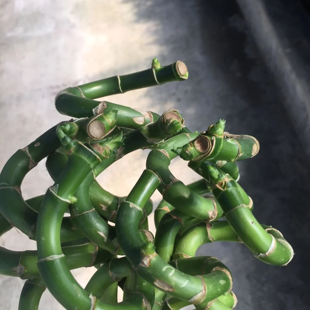 Factory Price Spiral Curl Lucky Bamboo Wholesale/Supplier Garden Supply