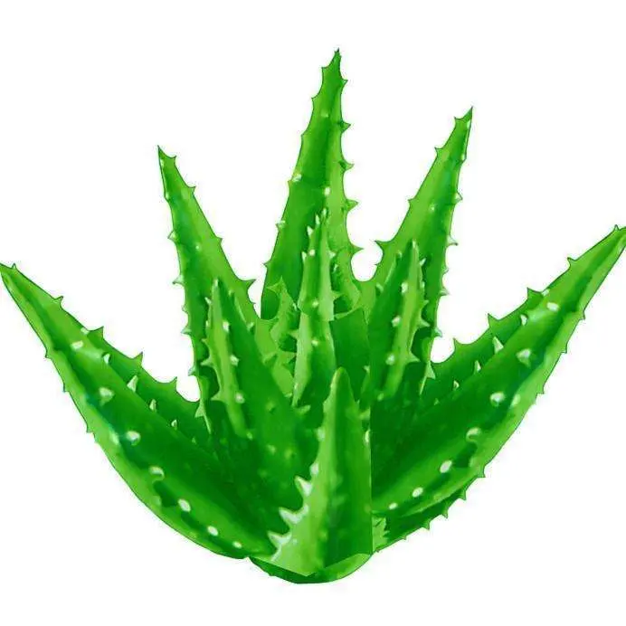 Aloe Vera extrait 200 Poudre : 1