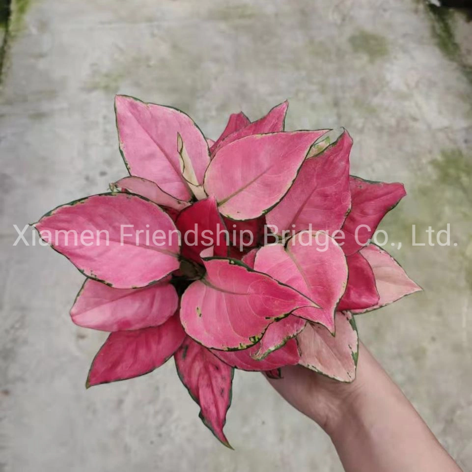 Hotsale Foliage Red Aglaonema Living Plants Ornamental Bonsai Jili Red