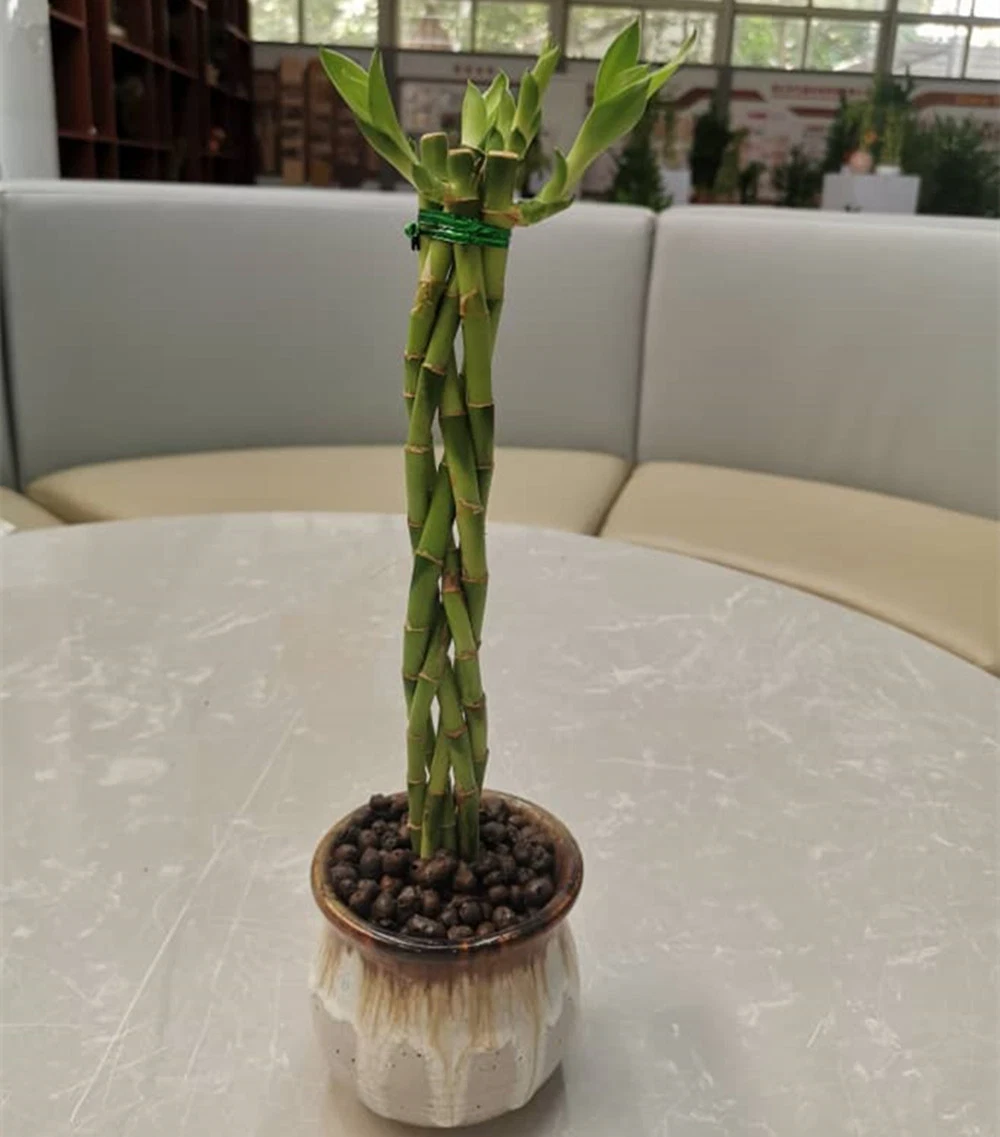 Flower Vase Lucky Bamboo Hydropnics Indoor Decorative Live Plant Wholesale/Supplier