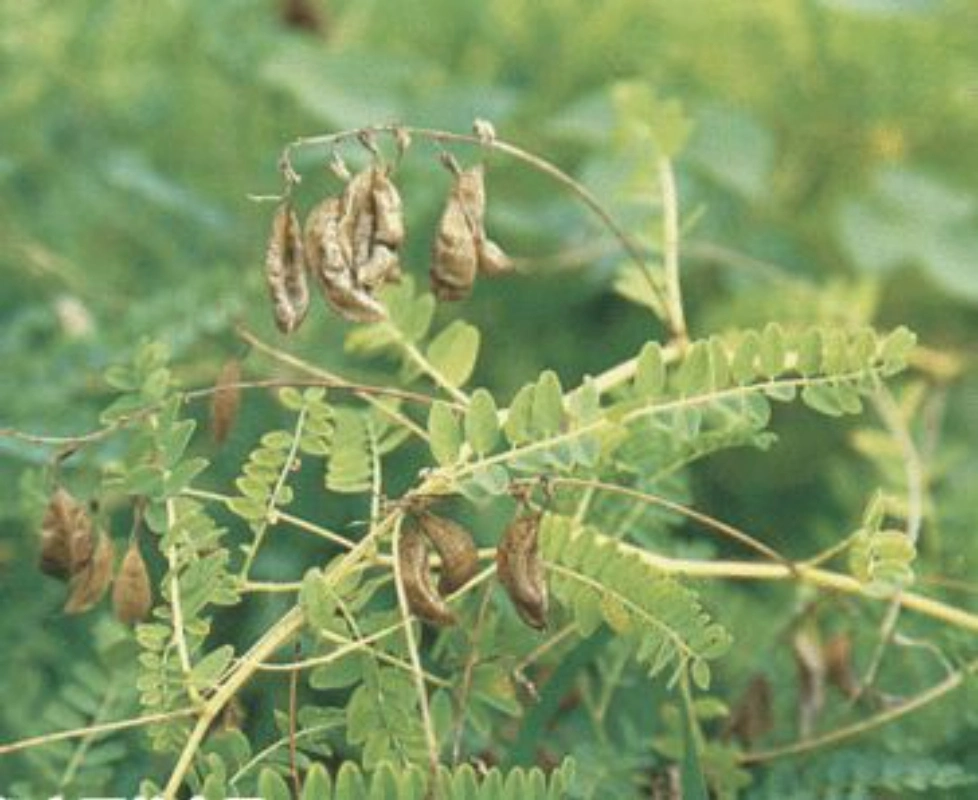 Nutural Plant Extract Astragalus Extract Polysaccharide 20%, 40%, 50%, 80%, 90% Test by UV Astrangaloside 0.3%, 0.5% Test by HPLC Diuretic Activity