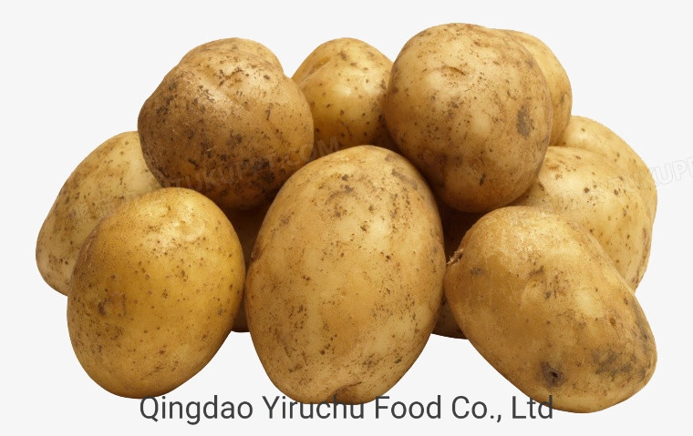 China' S Best-Selling patatas frescas de alta calidad