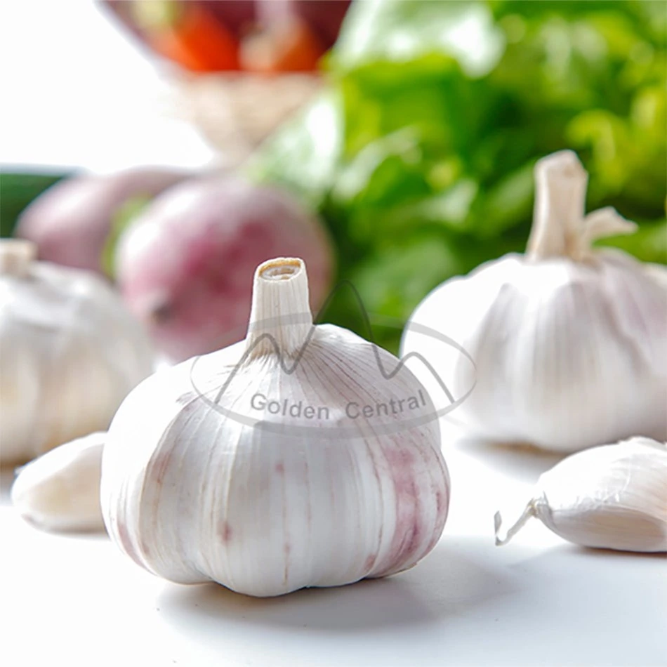 Ajo chino fresco puro ajo blanco para verduras frescas al por mayor Precio de fábrica