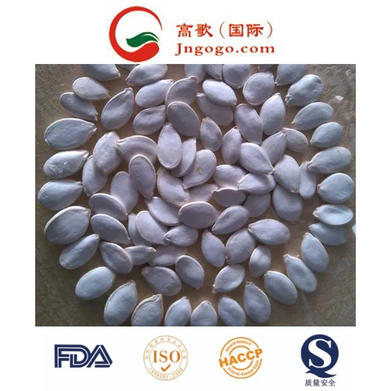 Top Quality Shine Skin White Pumpkin Seeds Grade A