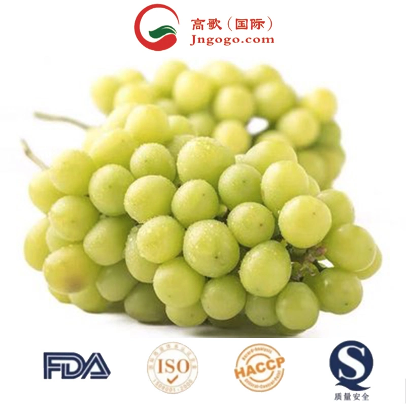 Wholesale/Supplier Box Style Storage Packaging Grape Bareroot Grape Shine Muscat Grapes