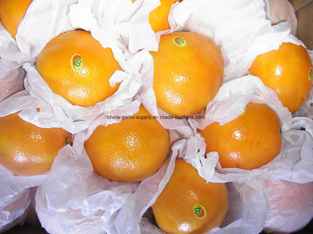 New Crop Wholesale/Supplier Mandarin Fresh First Quality Navel Orange