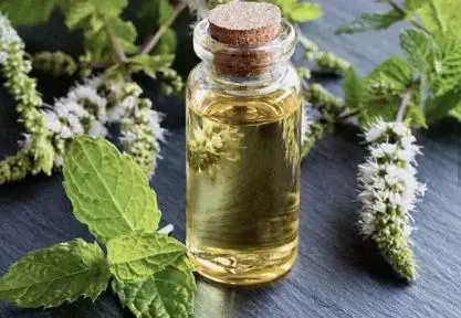 Peppermint Oil Bulk Peppermint Essential Oil Natural Peppermint Oil