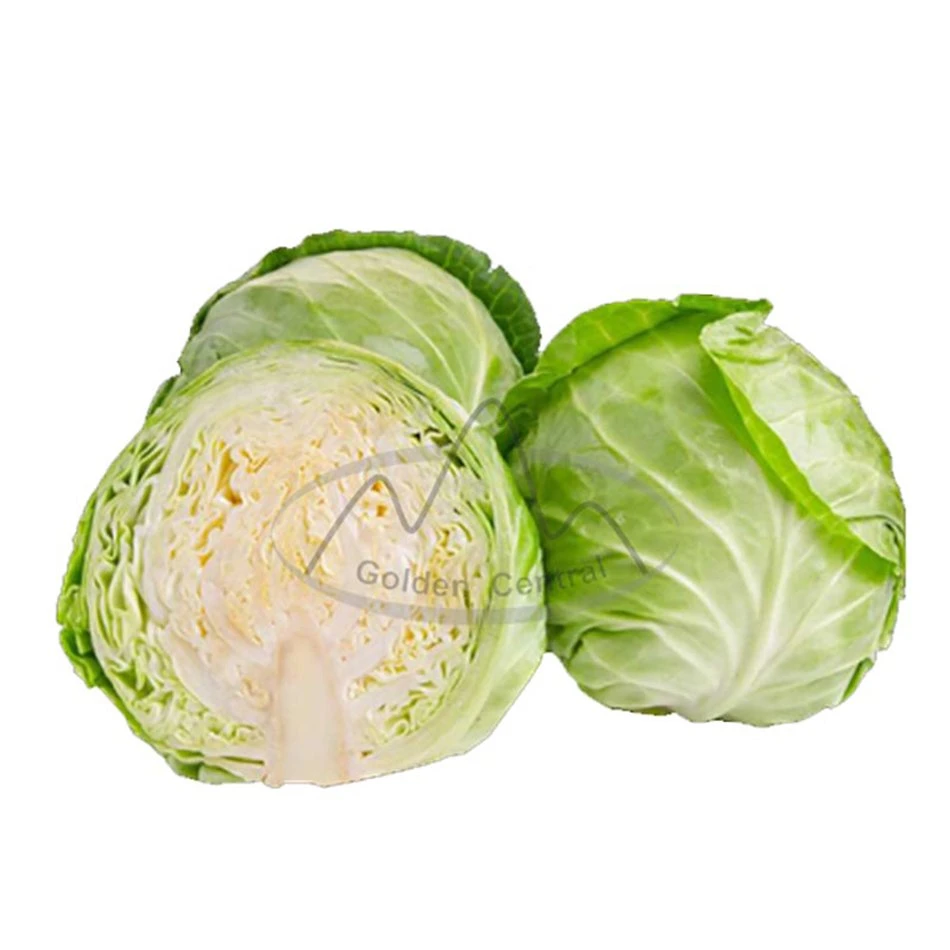 Delicious Green Organic Fresh Cabbage Export From China