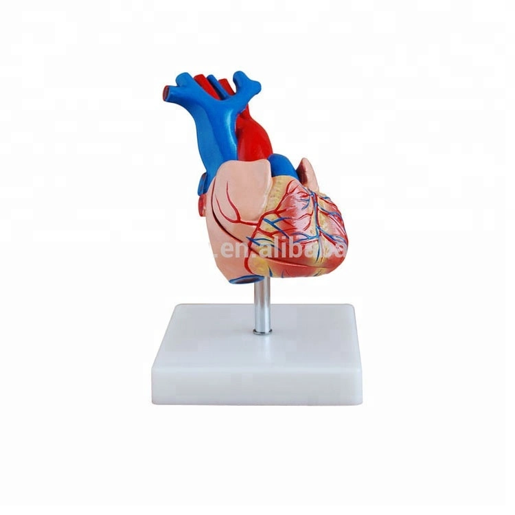 Jumbo plástico médico Anatomical 3D Modelo corazón