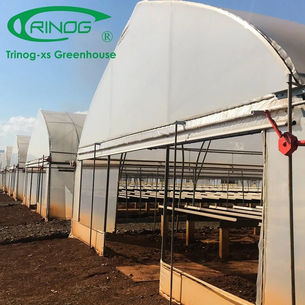 Water Saving Cultivation Hydroponics System Single Span Film Greenhouse for Plants/Vegetable/Flowers