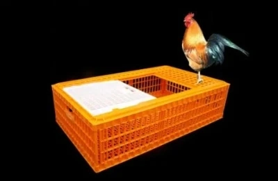 Venta caliente Cage plástico de alta calidad para el transporte de pollo para aves de corral Granja utilizada