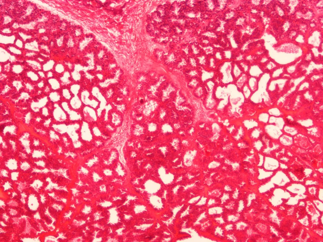 Biologie L'épithélium simple à colonnes de l'Histologie de mammifères diapositives Diapositives de verre de microscope de laboratoire