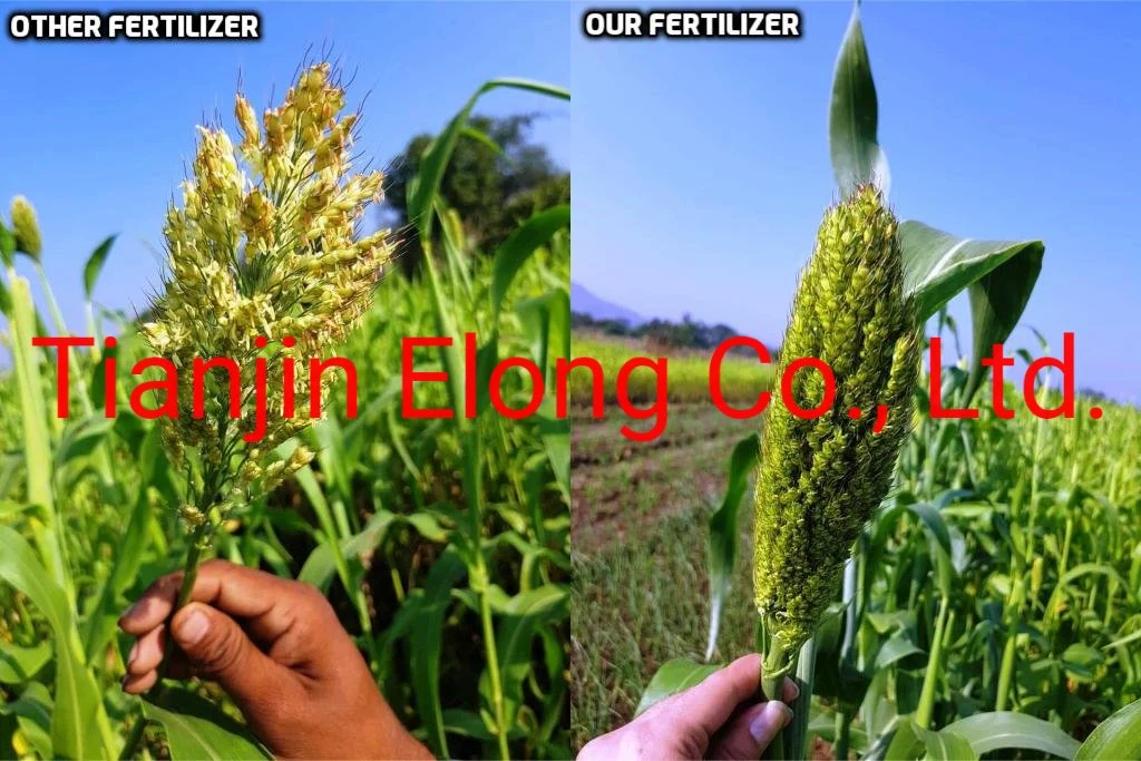 Good Quality Organic Fertilizer with Good Price