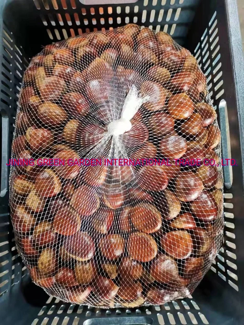 New Crop of Fresh Chestnut Price Packing in Mesh or Gunny Bag for Raw Chestnut Import