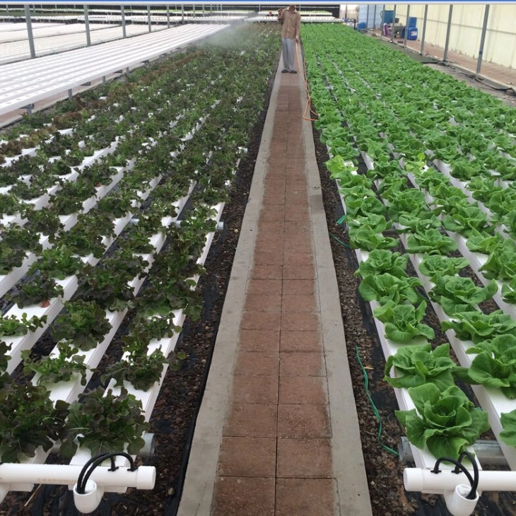 Cost-Effective Hydroponic Nutrient Automatic Control System for Tomato and Strawberry Growing Systems