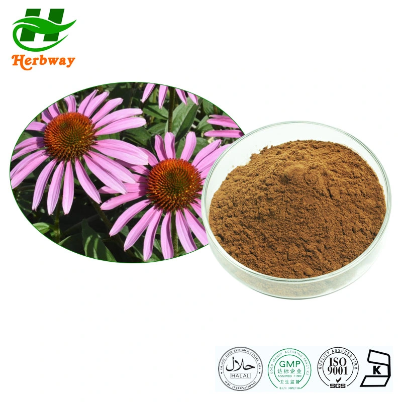 Extrait de plantes herbway alimentation animale polyphénols extrait d'échinacée Purpurea avec Polyphénols 4% acide chicorique extrait d'échinacée Purpurea