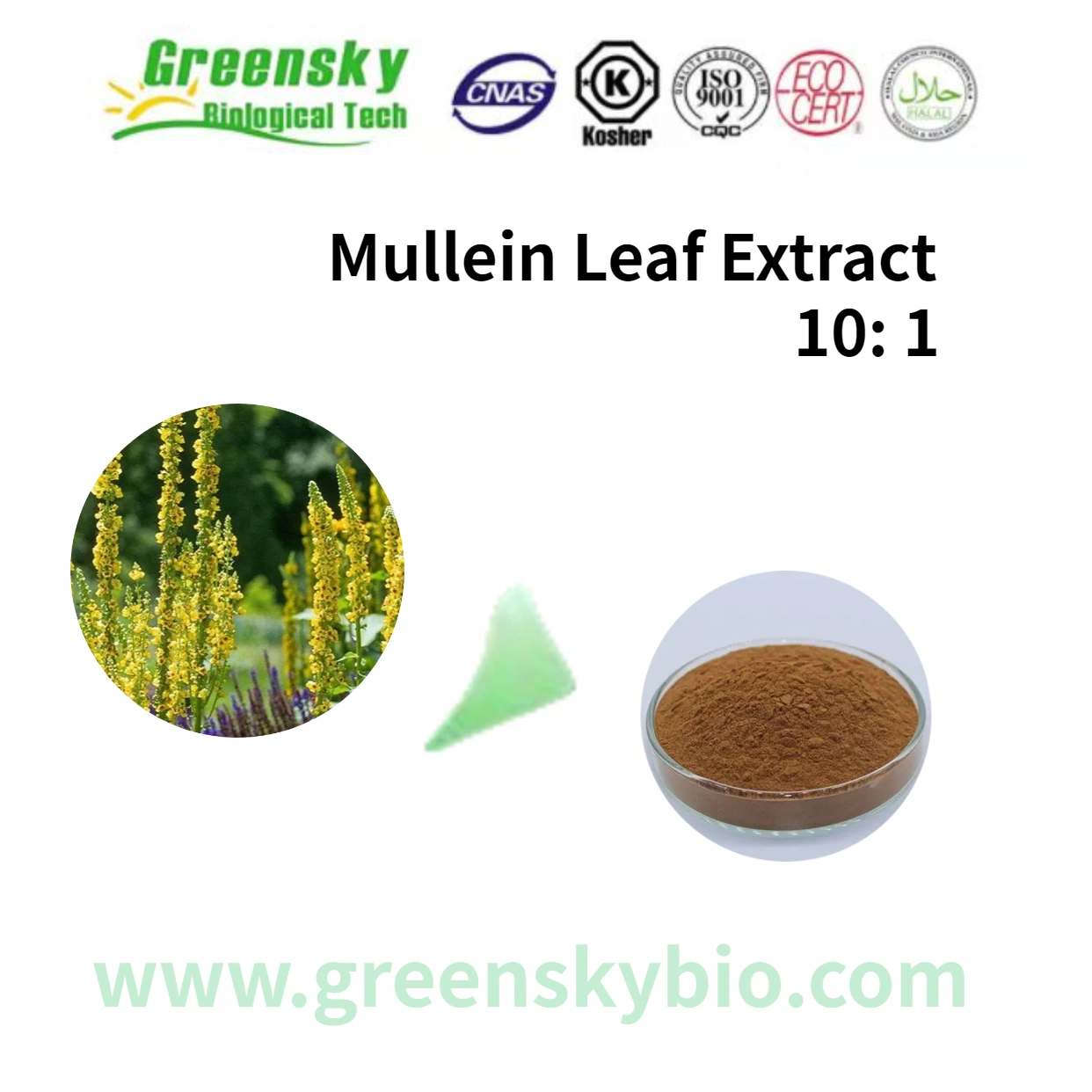 Plant Extract Upply Herb Extract Bulk Mullein Leaf High Standard Hot Sale 100% Natural Mullein Leaf Powder Mullein Leaf Extract 10: 1 Brown Yellow Powder