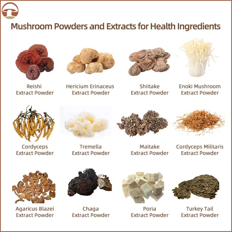 Органический грифола Frondosa Plant Extract maitake Mushroom Herbla Extract Powder
