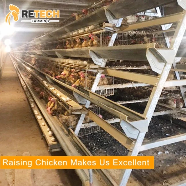 Pakistan layer chicken cage poultry farm for A type