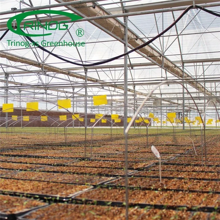 Double Multi-span Film Vegetable Greenhouse with Cultivation Hydroponics System