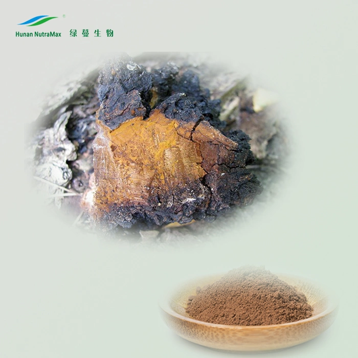 Natural 10%~40% Polysaccharides Powder Chaga Mushroom Extract