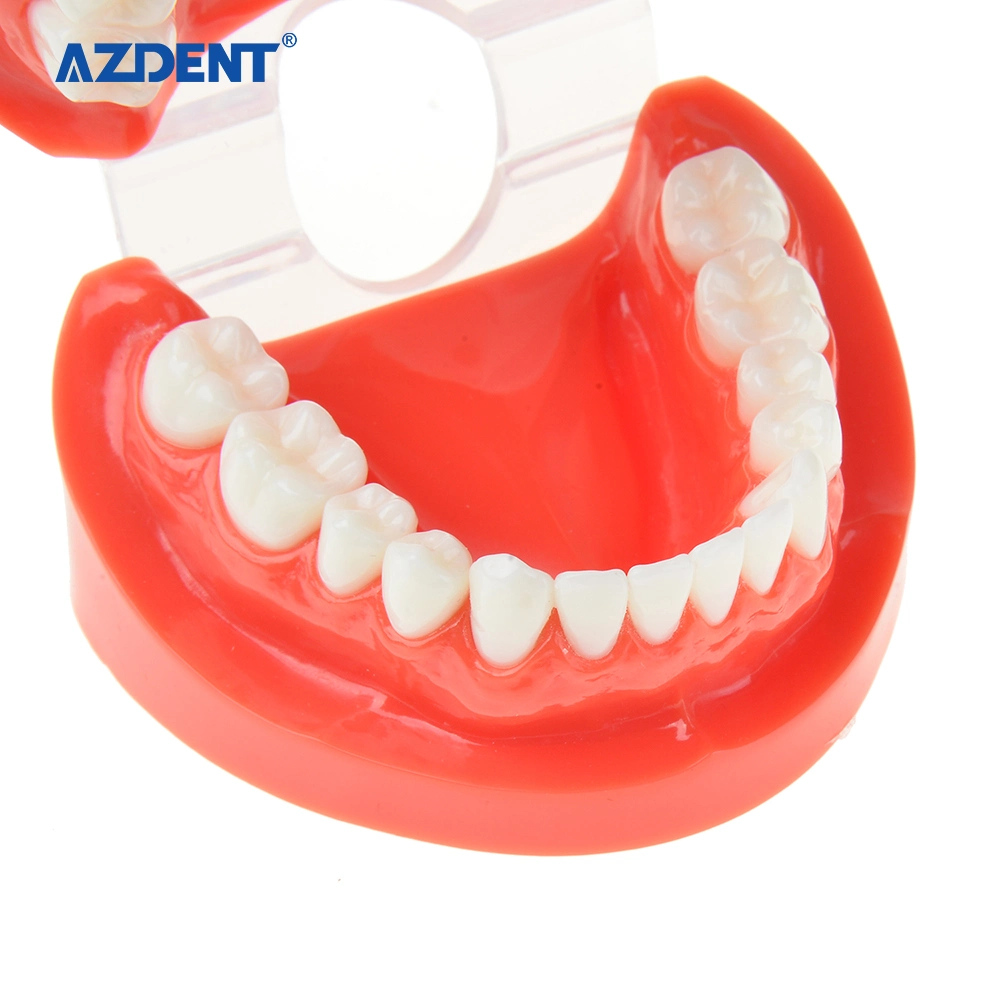Estudo de Dente de Ensino Odontológico U dentes padrão Modelo Vermelho 7004