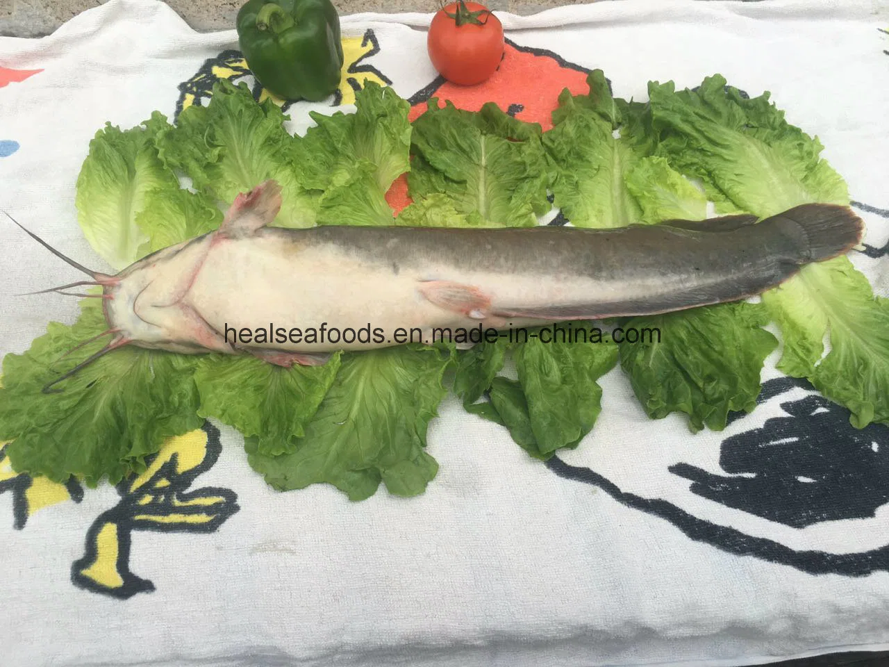 Chinese Fresh Farming Catfish 1-2kgs