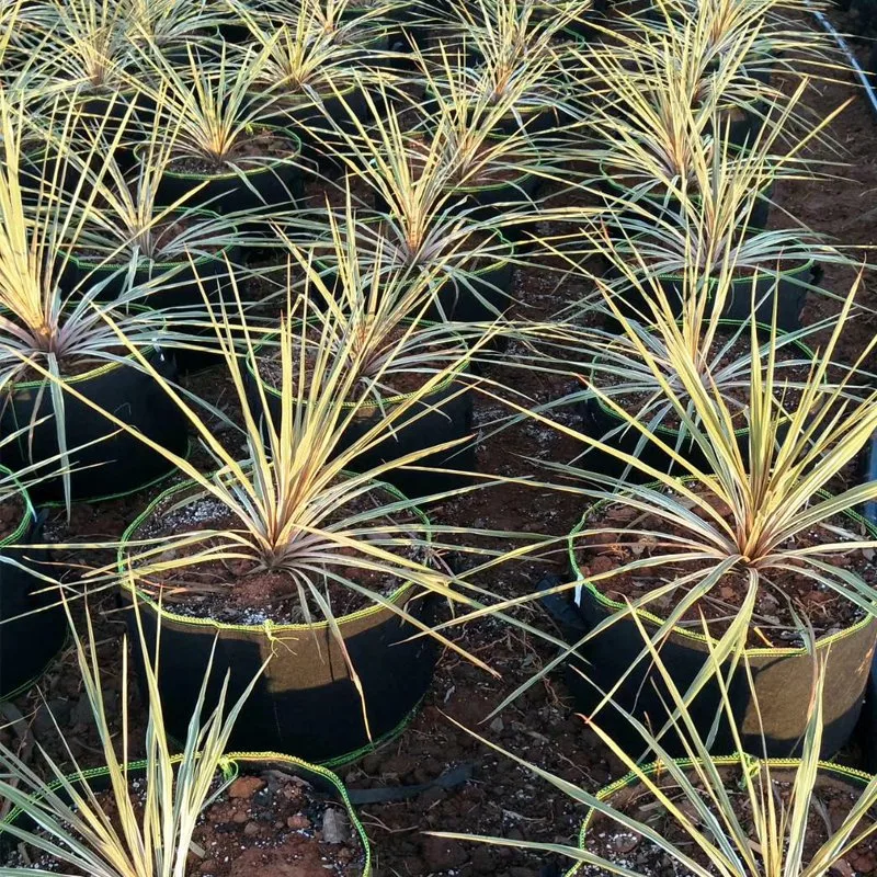 La Patata verdura Bolsa Creciente/ siente crecer las Bolsas con asa de siembra de crecimiento de tejido Jardín bolsa