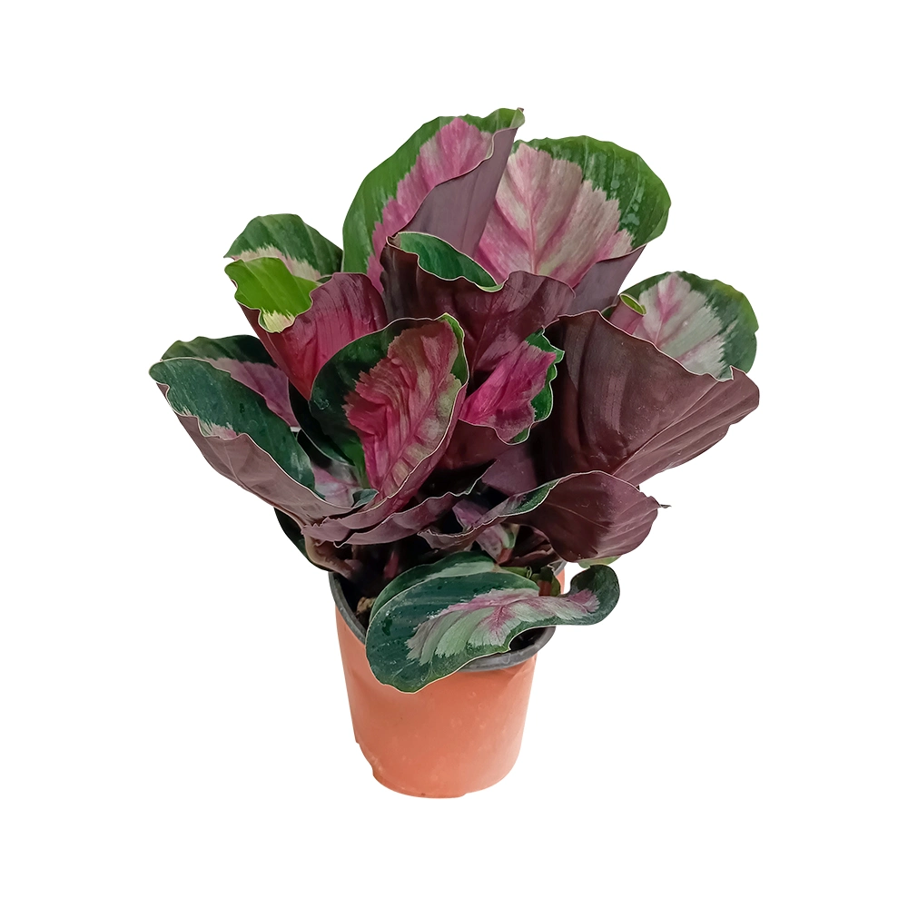 Calathea Roseopicta (Linden) Regel Real Plant Bonsai Indoor Outdoor Office Decor for Nursery Wholesale