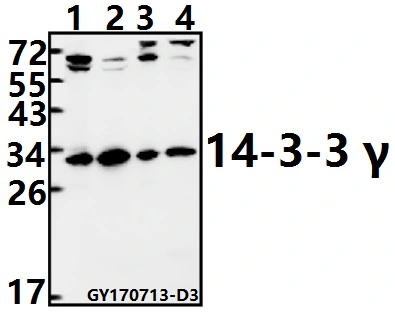 CE, ISO9001 Approved 14-3-3 &gamma; (M81) Polyclonal Antibody