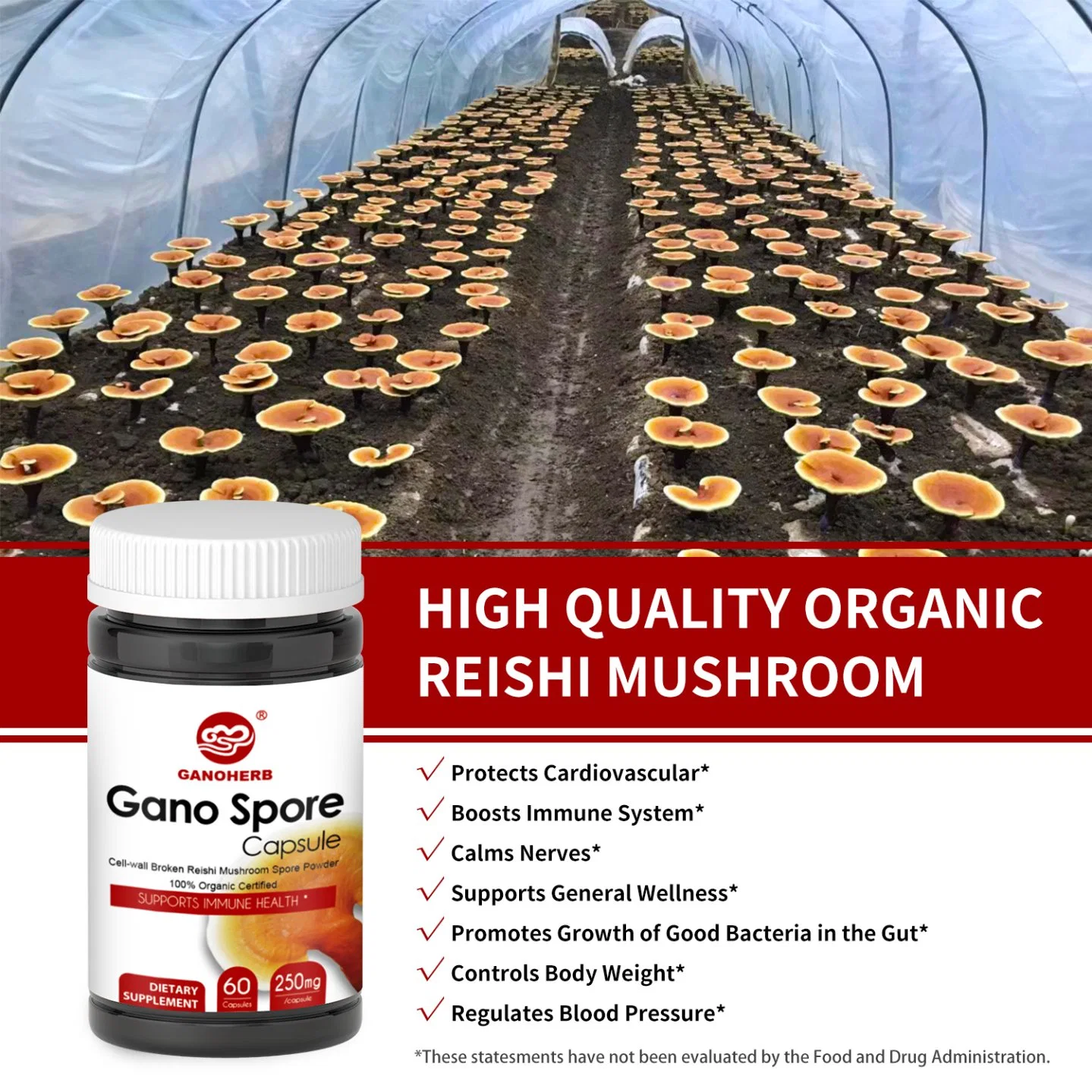 Halal HACCP ISO USA Euro Organic Certificated OEM Cell-Wall Broken Spore Powder Capsule Organic Reishi Mushroom Spore Capsules