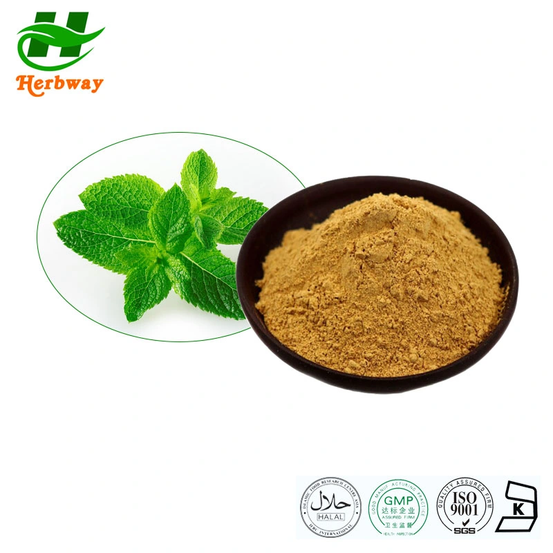 Herbway Free Sample Mint Extract Improve Digestive Problems Natural Spearmint Extract Mint Leaf Extract