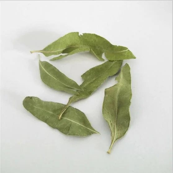 Luo Bu Ma Factory Supplies Wholesale/Supplier Bulk Natural Herb Medicine Apocynum Venetum Leaves for Health