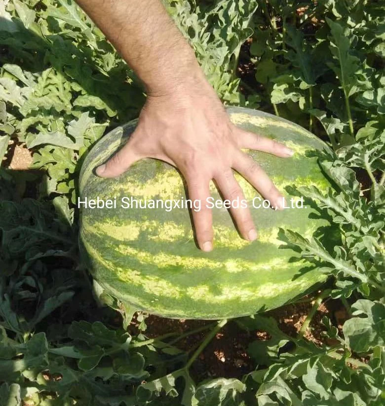 Semillas de sandía gigante Crimson híbrida F1 para plantar.