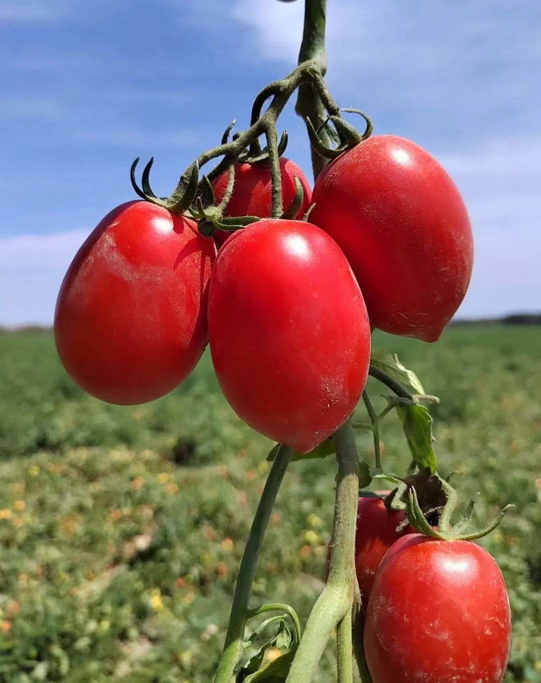 100% Reinheit Tomatenpaste Tomatensoße Tomatenkonzentrat Europäische Norm 36-38%C/B.