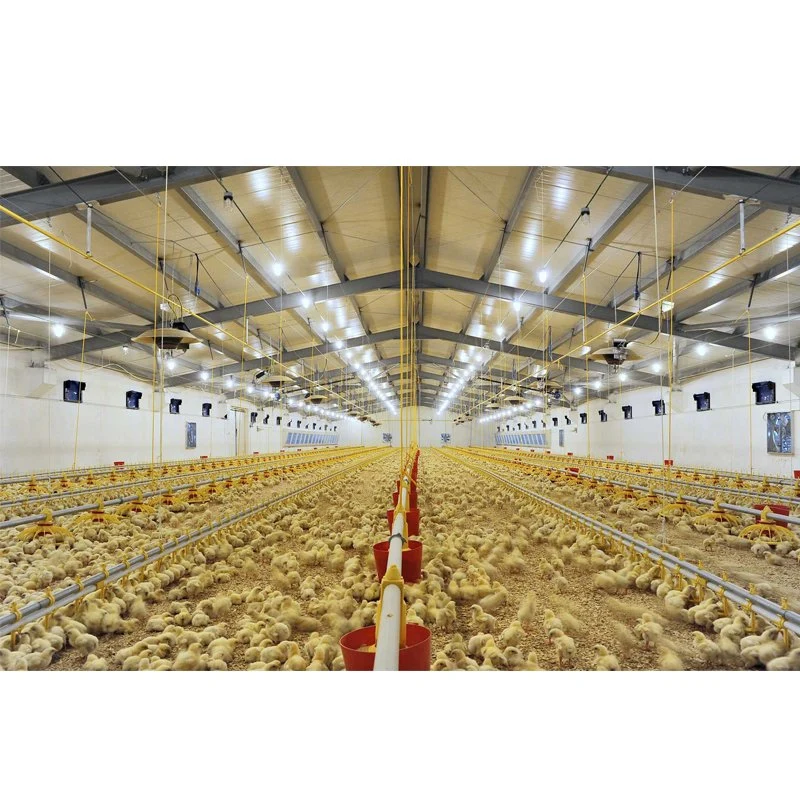 Prefab Modern galinheiro livre Avícola para venda