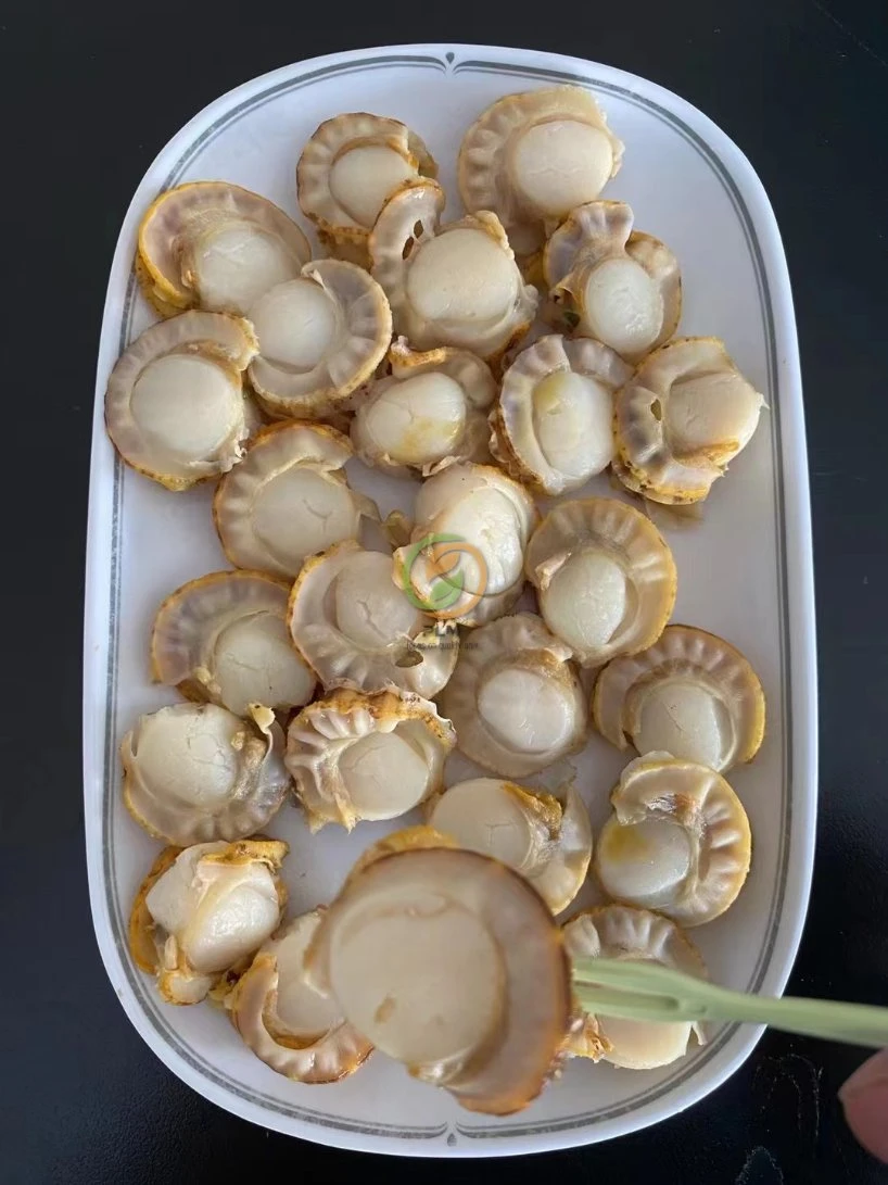 Frozen Boiled Baby Scallops