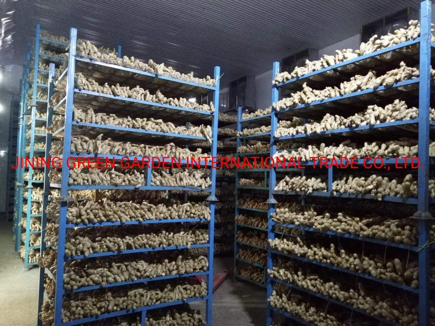 Competitive Price Good Quality Fresh Air Ginger