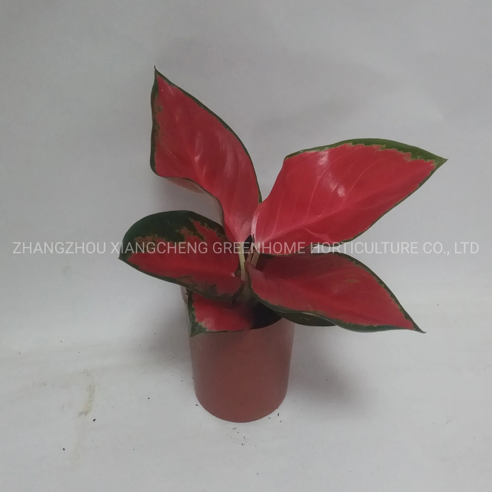 Real Natural Plants Ornamental Dongfang Red Aglaonema