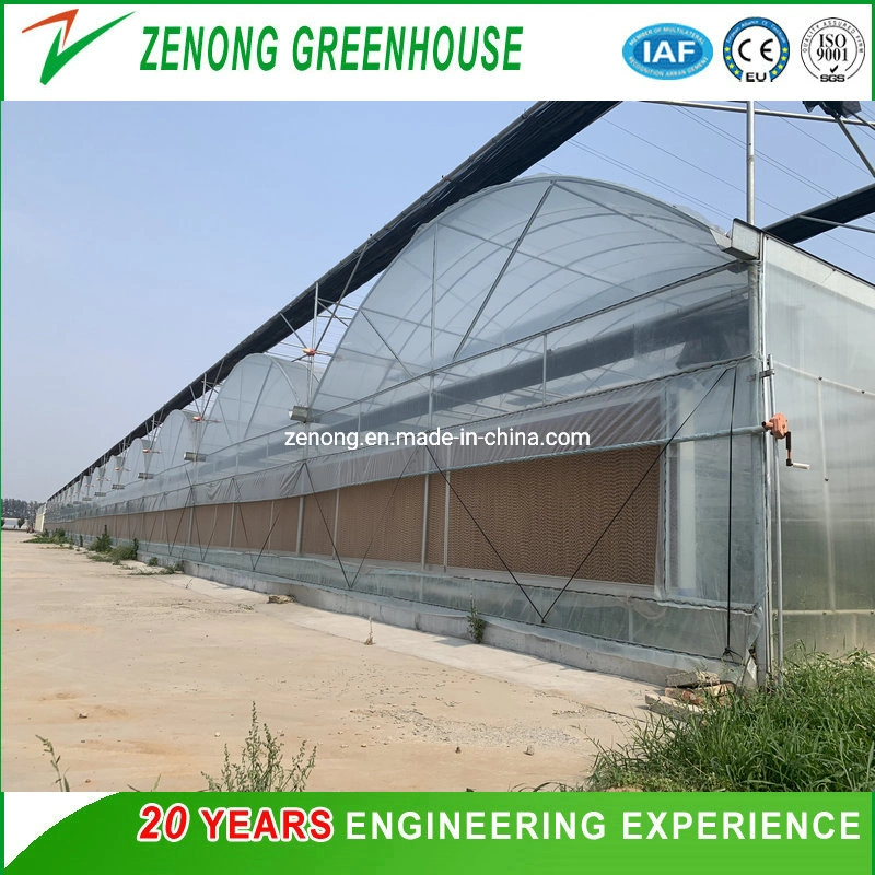 Hot DIP Galvanized Steel Frame Multi Span PC Film Greenhouse with Hydroponic Cooling System