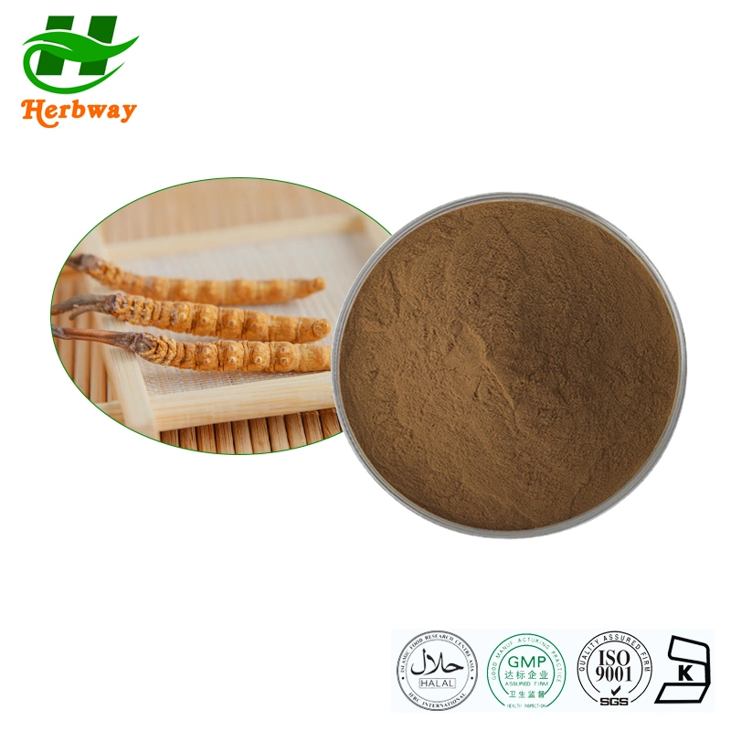 Herbway China Supplier Hot Sale ISO 10%-50% Polysaccharide Cordyceps Sinensis Extracts Cordyceps Extract Powder