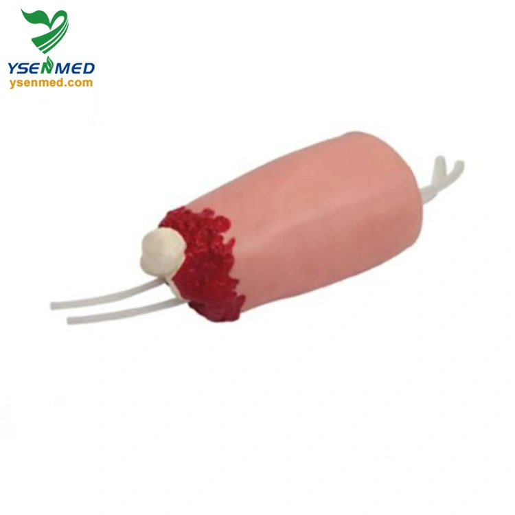 Ysbix-H3008 extremidades amputadas inferiores Trauma Hemostasis Modelo Equipo médico