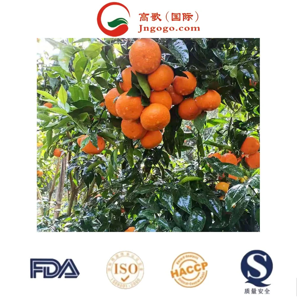 New Crop Chinese Tangerine Fresh Fruits Oranges Brands