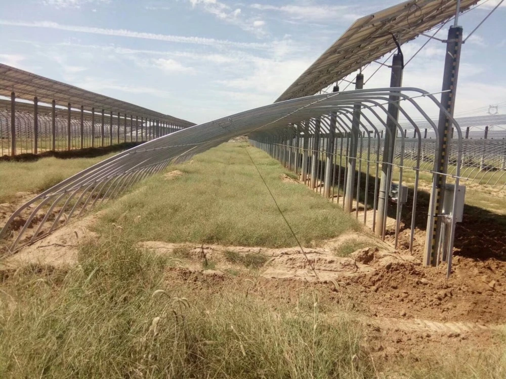 Smart Multi-Span película tipo arco de la agricultura de gases de efecto para las verduras con Hidroponía sistemas de cultivo para el cultivo del tomate imagen