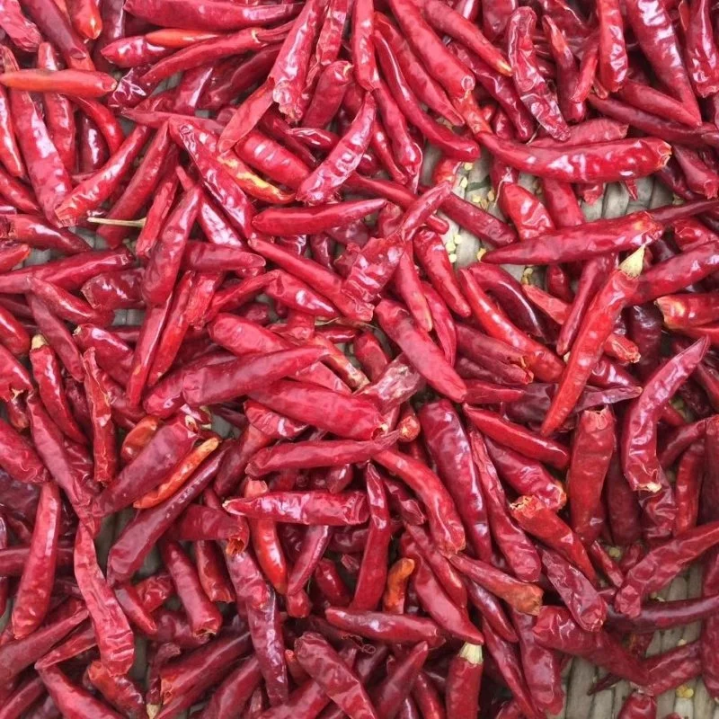 Piment rouge chinois piment chaud Chili sec Chili rouge chinois