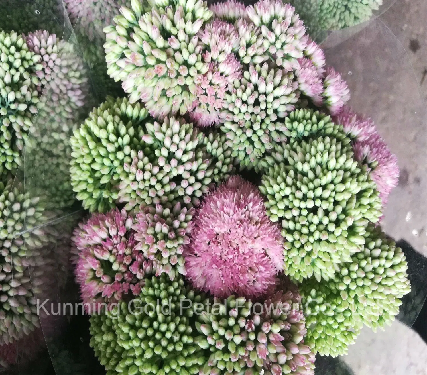 Décoration spéciale et meilleur prix les fleurs coupées fraîches Orpin pour la célébration