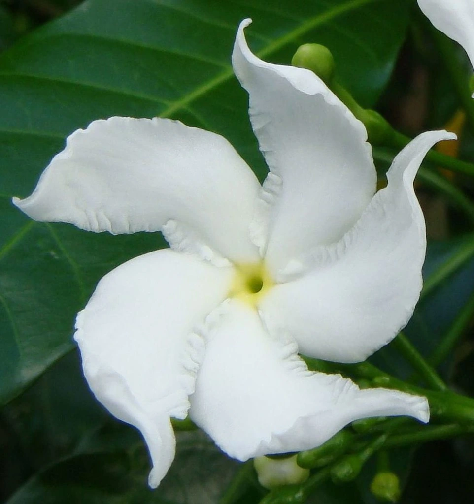 Extractos de plantas Extracto de Tabernaemontana divaricata polvo Anti-epiléptico